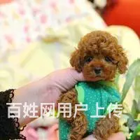小体韩国赛级茶杯泰迪犬 精美玩具泰迪熊宝宝 - 图片 3