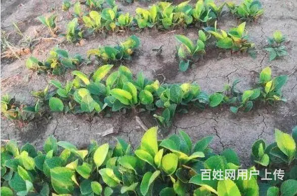 湖北百草堂苍术种植技术好，打造实力品牌打好翻身仗 - 图片 2