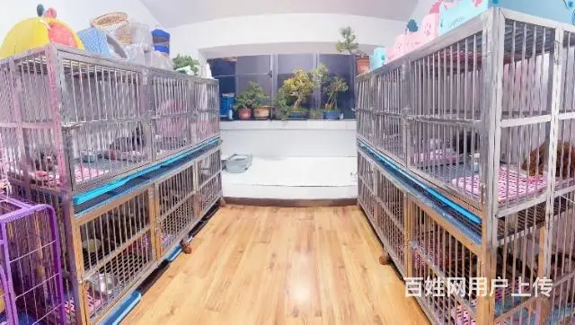 徐州市专业家养纯种灰泰迪 - 图片 2