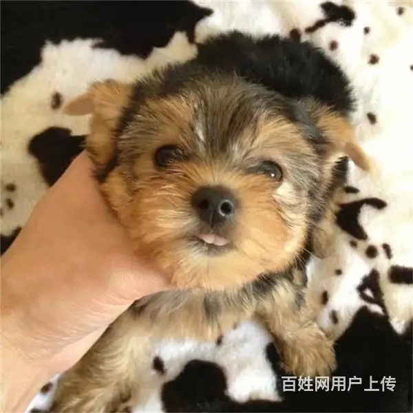 天门血统约克夏哪里有卖，血统约克夏一般多少钱 - 图片 1
