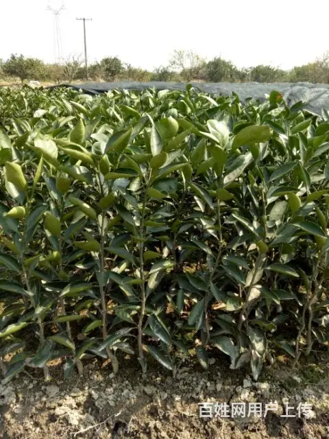 出售涌泉宫川无核蜜桔1-3年树苗 - 图片 7