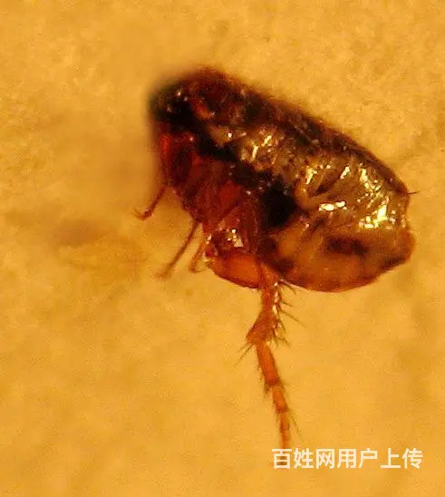 成都灭白蚁公司，成都除白蚁公司，成都白蚁防治公司 - 图片 4
