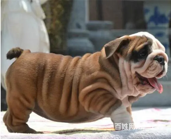 辽源【十年老店】常年繁殖优质血统英牛幼犬 - 图片 10