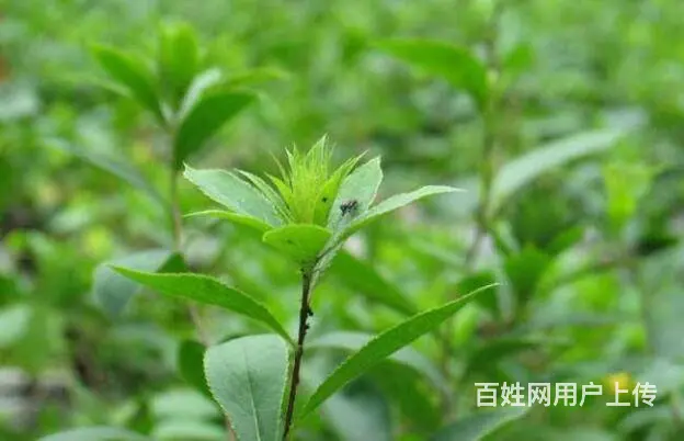 湖北百草堂苍术种植销量高，发展前景广阔产量一路升 - 图片 2