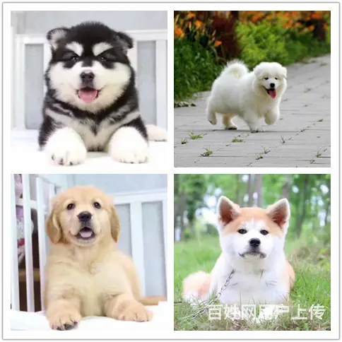 辽阳狗狗繁殖基地哪家买狗靠谱 - 图片 1
