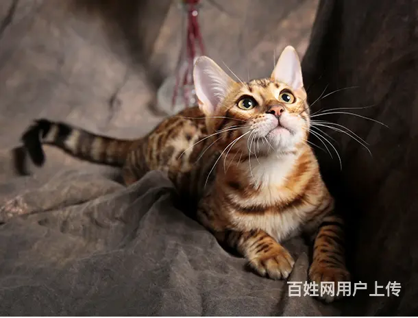 枣庄本地繁殖孟加拉豹猫猫血统纯正品质到位可上门 - 图片 3
