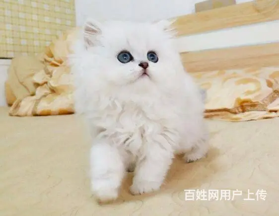 兰州波斯猫精品 完美品相 异长贵族 健康无癣签协议 - 图片 1
