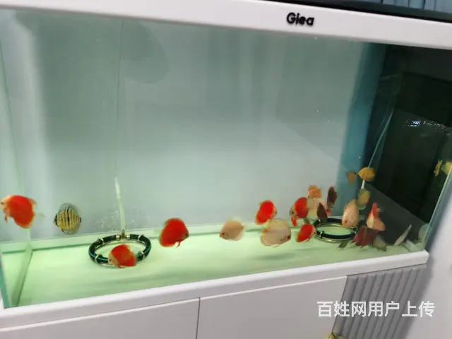 低价出售自家养的七彩燕 - 图片 5