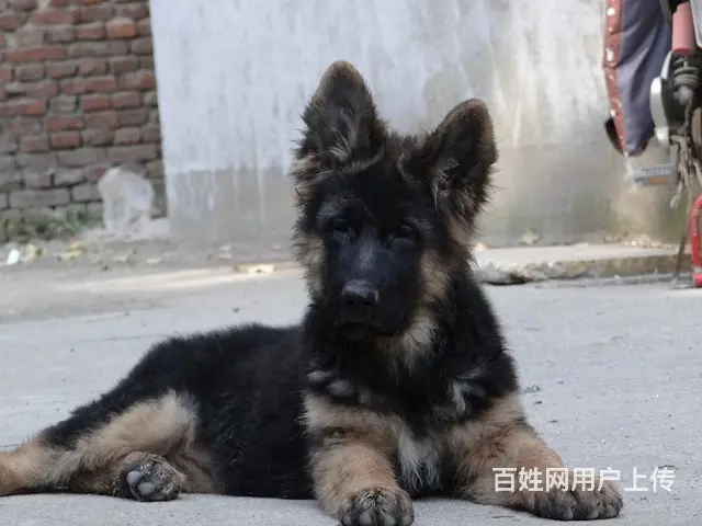 精品德国牧羊犬、黑神、千万等名犬血系、可视频 - 图片 4