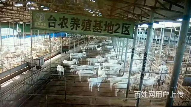 厦门台农鲜羊（牛）奶订购及配送（孕妇喝羊奶的好处 - 图片 9