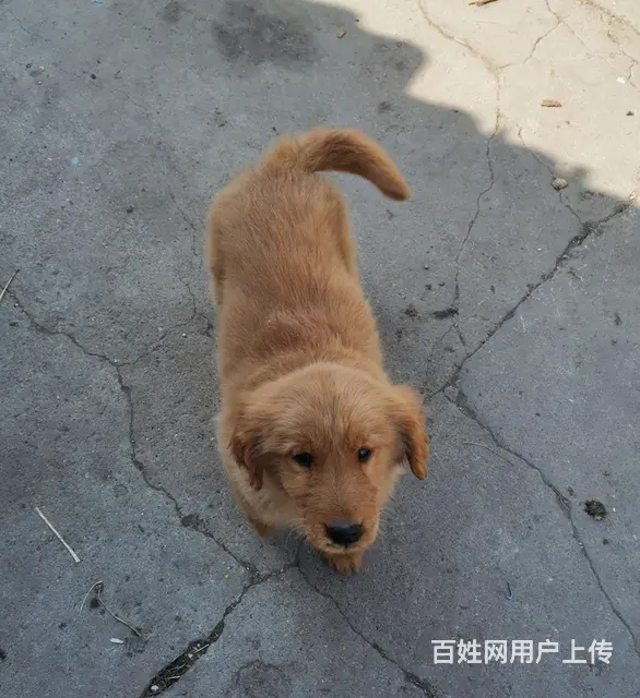 自己家狗下的纯金毛 - 图片 7