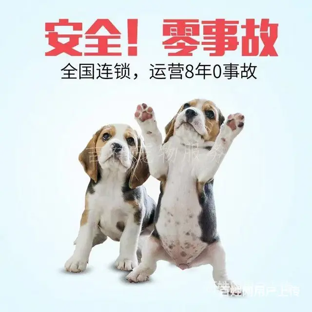 推荐） 安徽萧县宠物托运到全国）（猫狗）邮寄快递（宠物活体运 - 图片 3