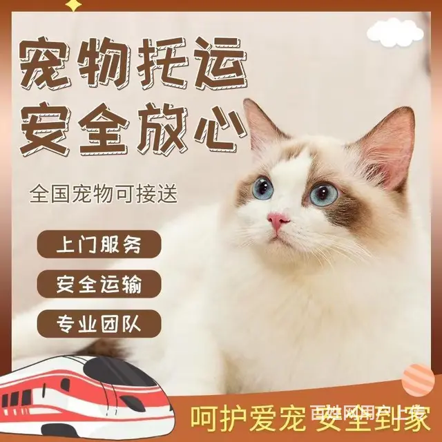 盐城宠物托运 （猫狗活体运输）宠物快递至全国 - 图片 2