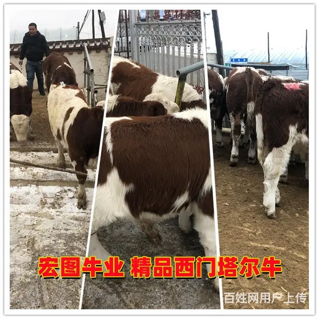 三百至四百斤 西门塔尔2岁母牛 要多少钱一头 - 图片 2