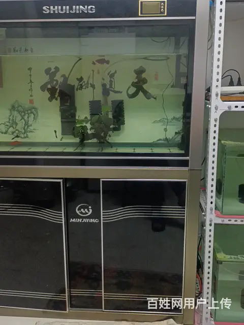 高帆菊花粉红剑 - 图片 3