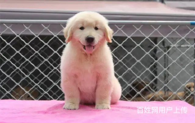 金毛犬 金毛犬舍 保纯保健康-专业繁育金毛犬 - 图片 9