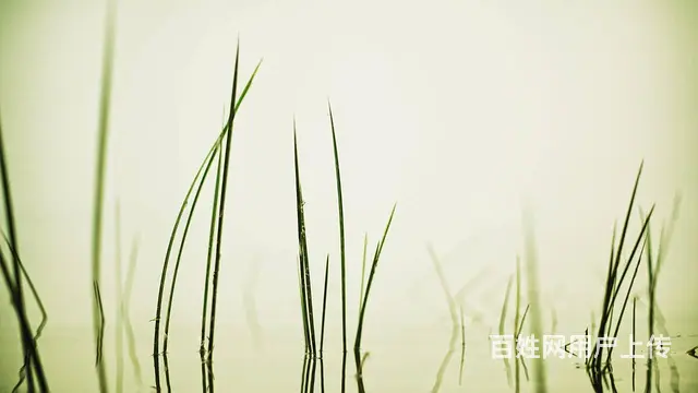 活动策划会议服务展会服务各种演出节目明星网红主持人 - 图片