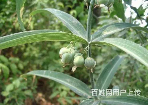 湖北百草堂黄精种植大众认可，轻松获取利润致富简单 - 图片 1
