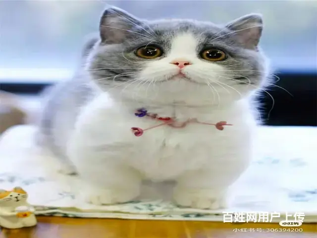 常州猫舍蓝白多少钱一只哪里有本地买自家猫舍繁殖 - 图片 6