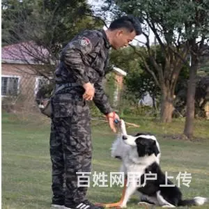 苏州宠物培训~训犬学校~狗狗训练基地~狗狗寄养 - 图片 3