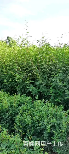 赔钱出售韩城大红袍花椒树苗 无刺黄盖狮子头南强一号 - 图片 2