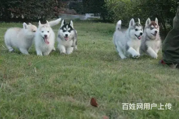 安徽六安舒城卡斯罗哪里出售联系电话 - 图片 5
