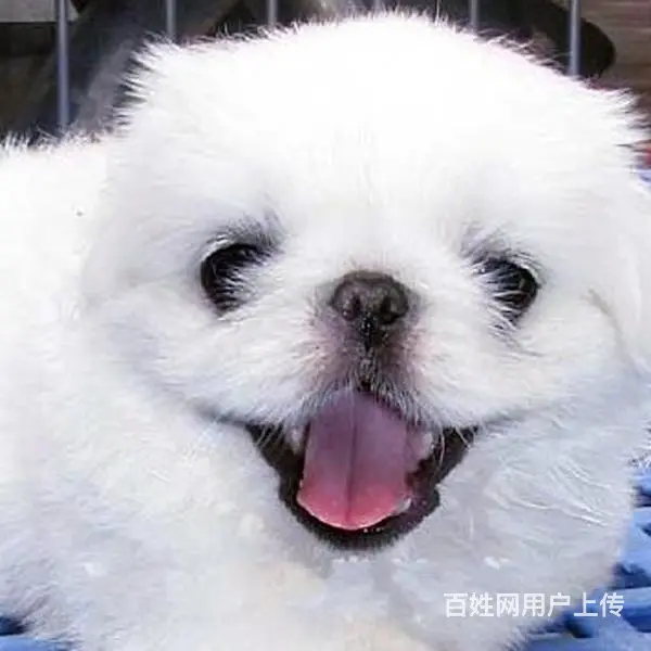 淮南【十年老店】常年繁殖优质血统京巴幼犬 - 图片 3