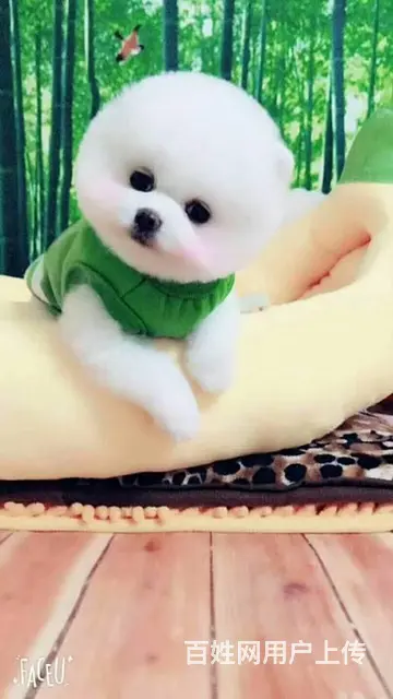 纯种哈多利博美犬 纯种球体白色博美幼犬供您选 - 图片 6