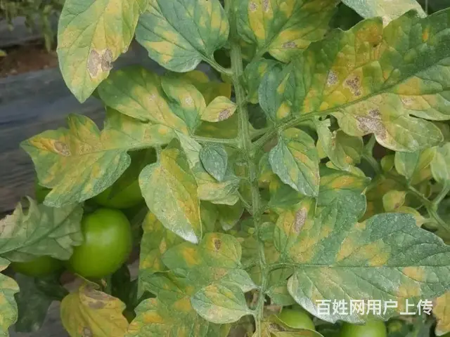 春雷霉素作用机理2%春雷霉素水剂防治多种病害 - 图片 1