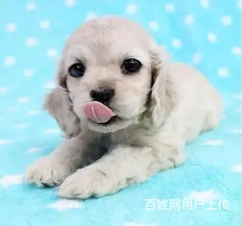纯种可卡幼犬出售 驱虫疫苗已做好 全国送货上门 - 图片 2