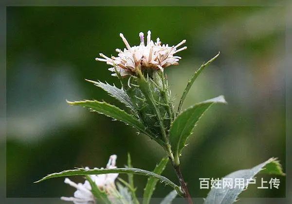 湖北百草堂苍术种植深度探访，揭秘背后生态与和谐共生 - 图片 1