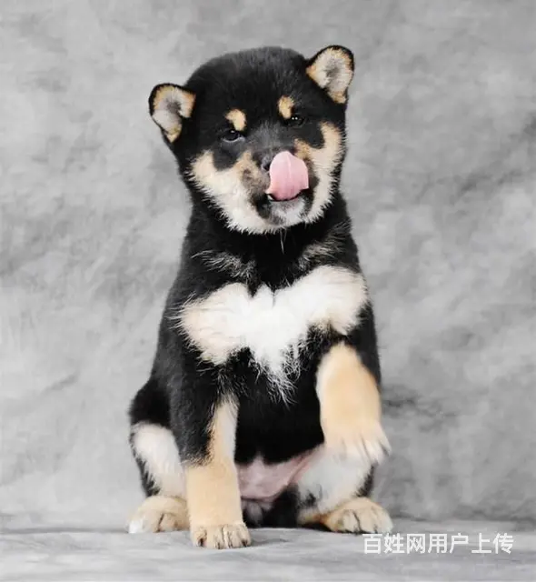 北京哪里有卖柴犬的 纯种日本柴犬多少钱一只 - 图片 2