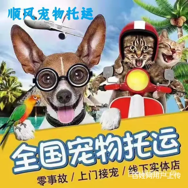 常州市宠物托运（猫狗）2022邮寄快递（宠物活体运输)今日推 - 图片 8