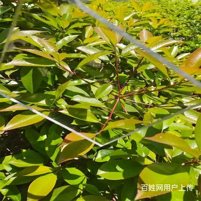 青岛平度耐力板平度草绿pc耐力板平度耐力板厂家 - 图片 11