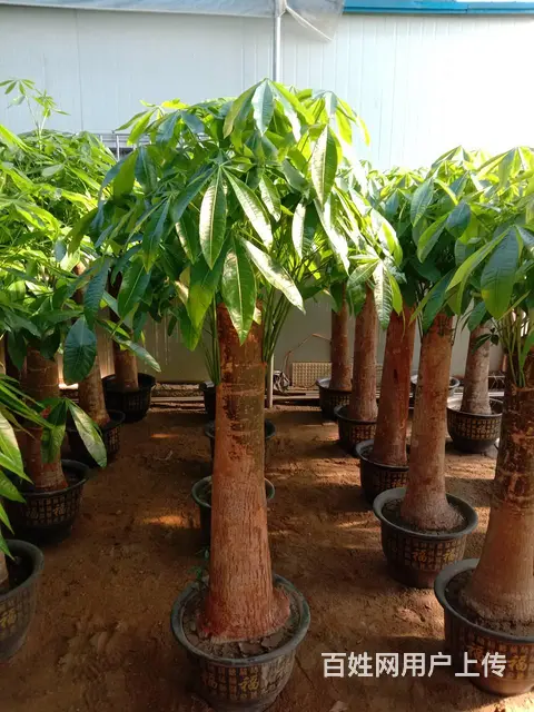 开业花篮鲜花绿植出租租赁绿萝发财树金钱树出租蝴蝶兰 - 图片 8