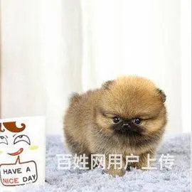 广州博美犬一只多少钱 实体犬舍 自家繁殖保健康 - 图片 8