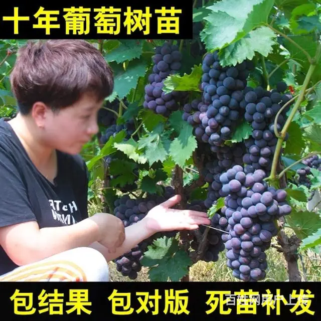 急售巨峰葡萄树葡萄苗，价格便宜 - 图片 4