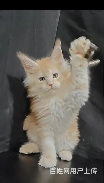 自己繁育缅因猫 - 图片 1