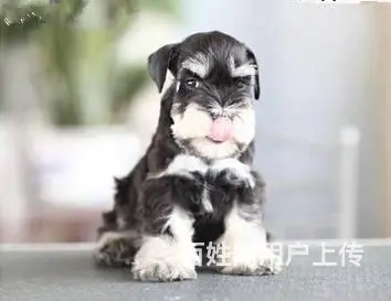 广州迷你雪纳瑞犬价格 狗舍直销 包纯种健康签协议 - 图片 11