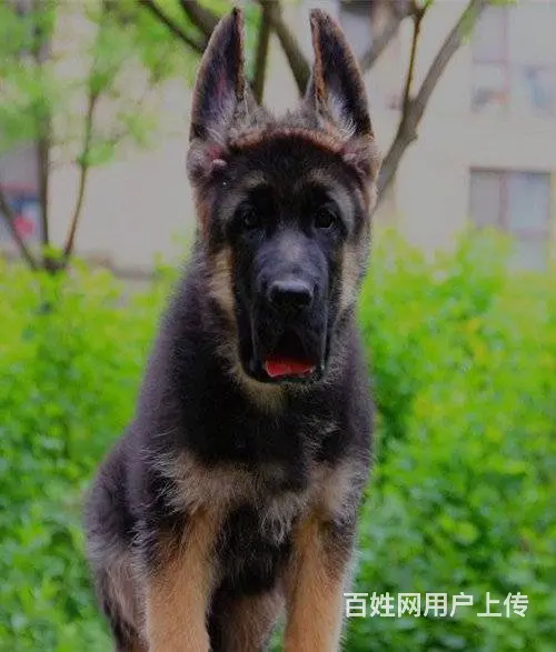 锤系德牧幼犬|弓背弓腿黑背|上门看狗 欢迎选购 - 图片 5