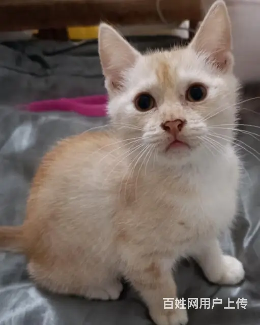 【搞定了！】中华田园猫小橘猫 黄色狸花猫领养 - 图片 3