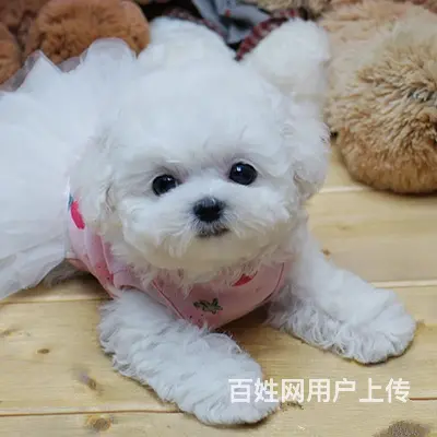 纯种比熊犬,出售赛级棉花糖比熊狗幼犬 - 图片 6