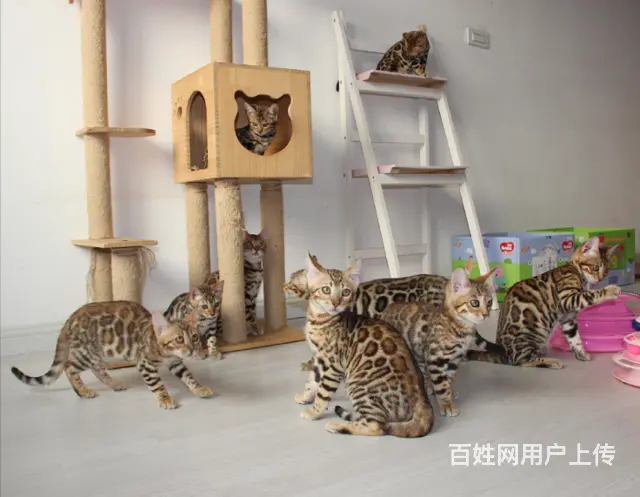 哪里有孟加拉豹猫卖 多少钱价位一只 性格好吗 - 图片 1