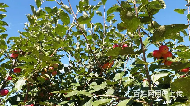 向海景区临街商住两用门市出售 - 图片 5