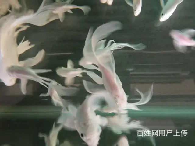 出售蝴蝶鲤 - 图片 1