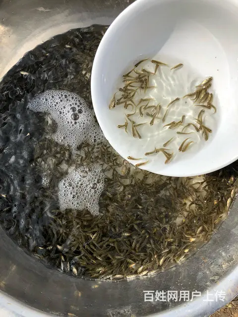 常州 青鱼乌子夏花鱼苗 - 图片 8