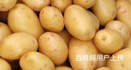 饭堂食品配送-土豆 - 图片 3