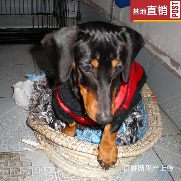 吕梁【十年老店】常年繁殖优质血统腊肠犬幼犬 - 图片 10