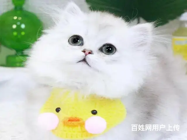 常州猫舍金吉拉多少钱一只哪里有本地买保纯种健康 - 图片 6
