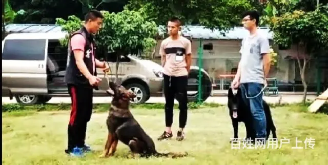 广州番禺桥南(粤虎训犬俱乐部) - 图片 2